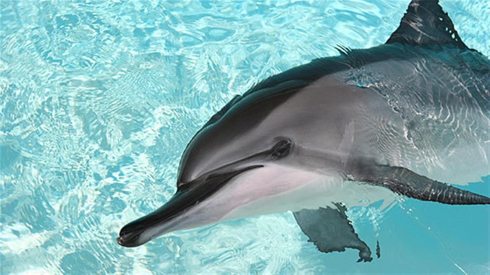 Watch dolphins, wildlife from your windows.