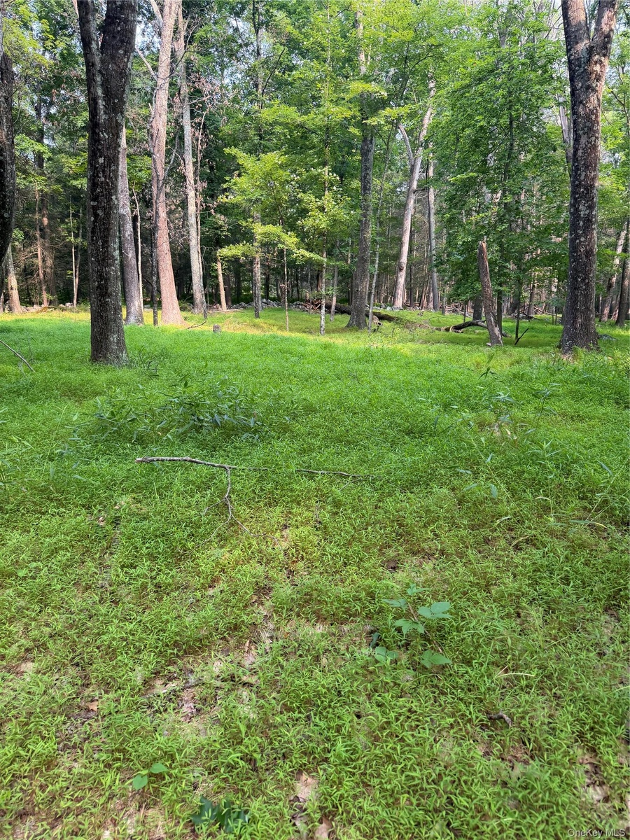 A meadow in the 100 Acre Wood