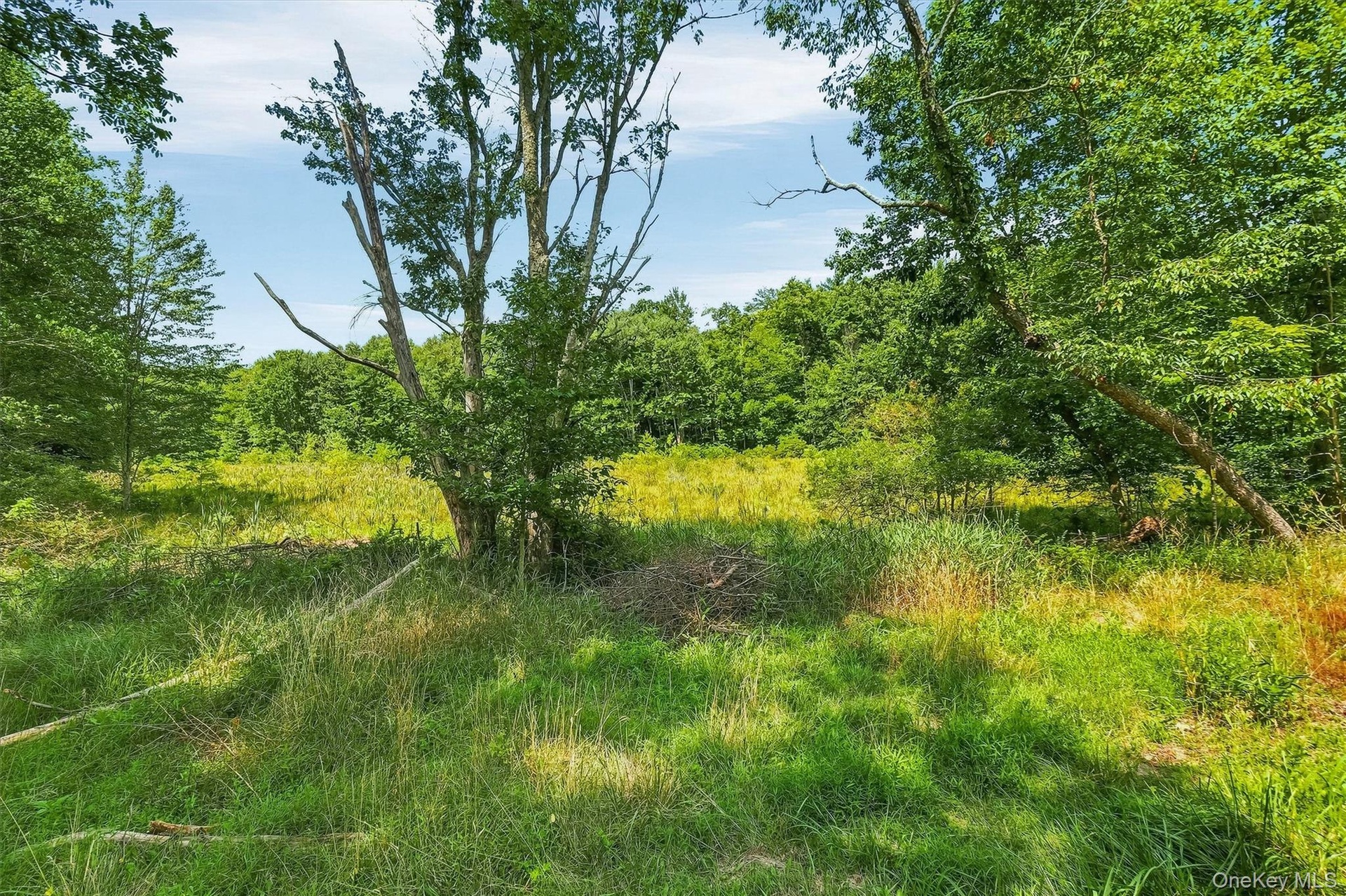 You'll see plenty of deer grazing in the meadows