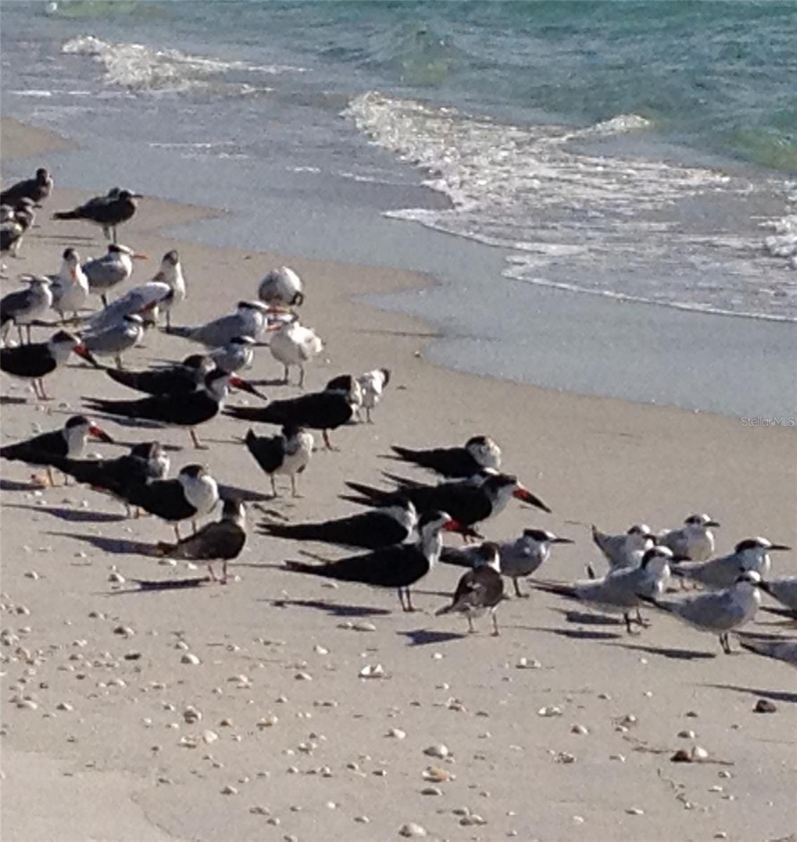 Birds n the Beach.