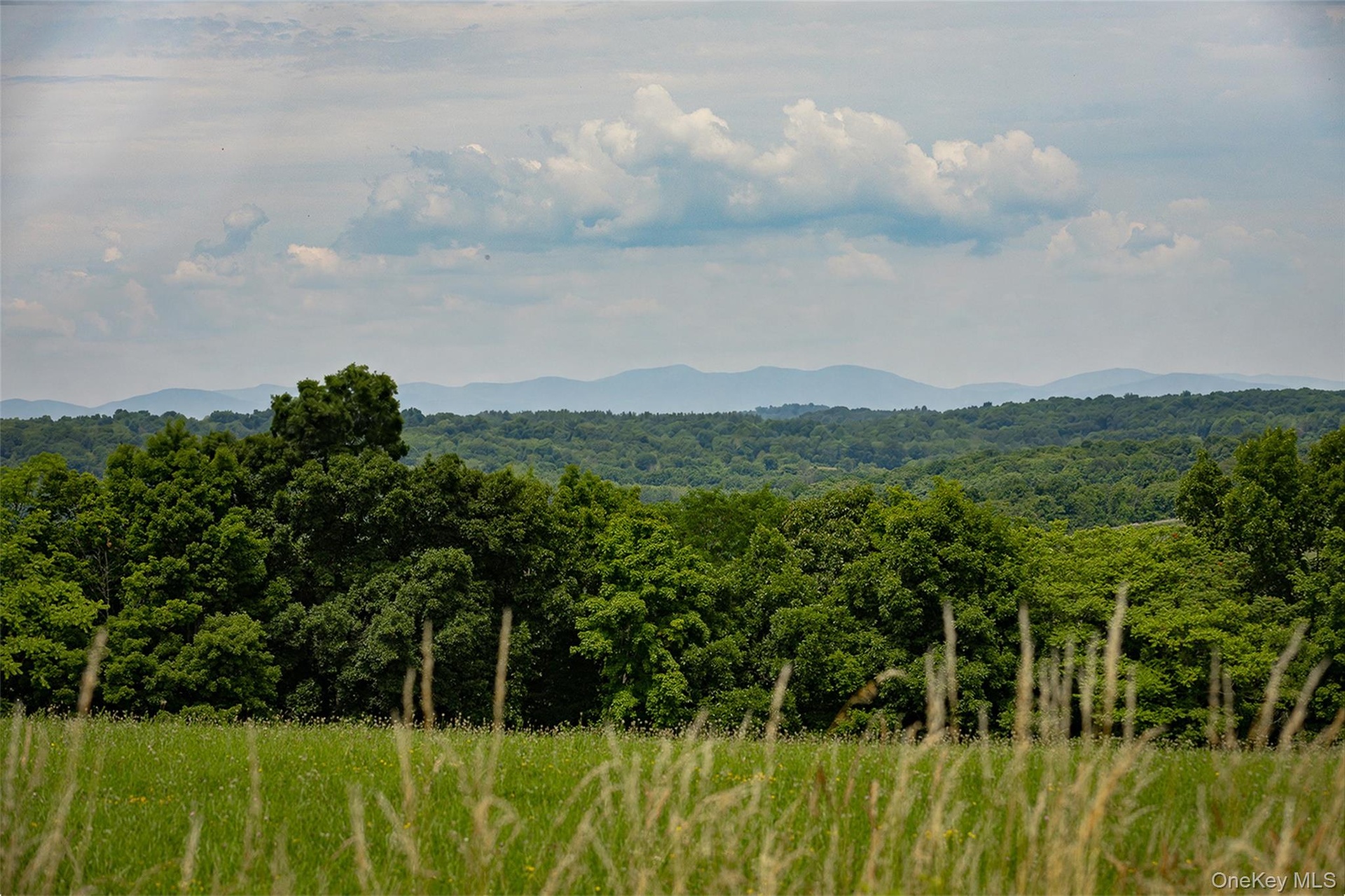 Looking toward the mountains, photo taken from ground level at the potential house site