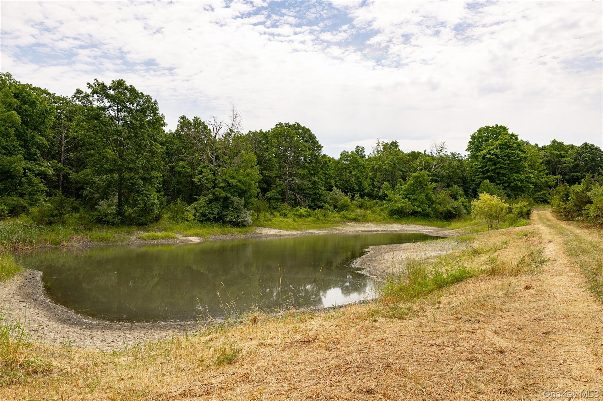 Wetland pond.  It could become a very special feature