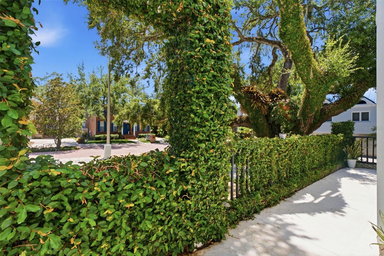 Lush green backdrop