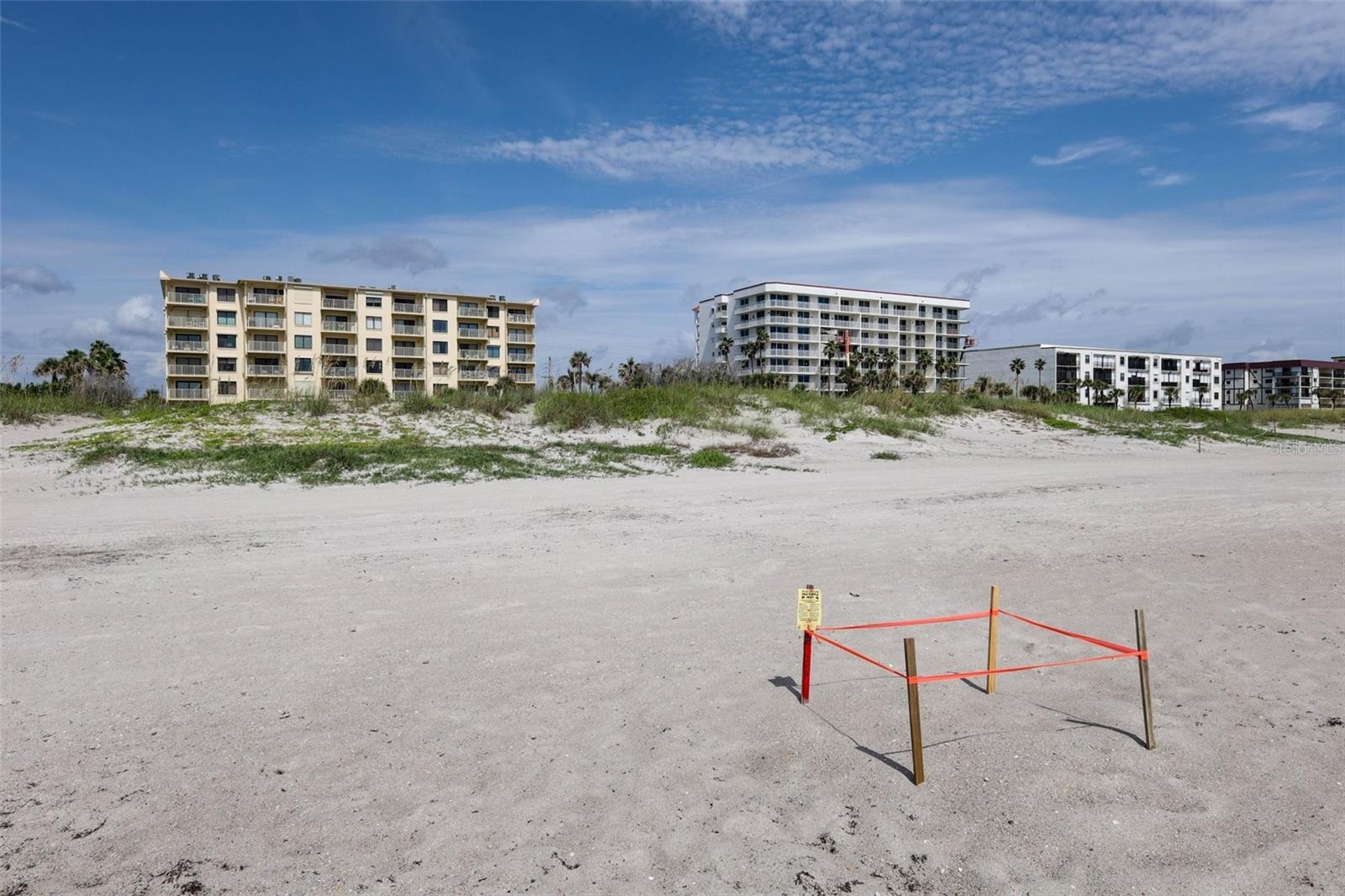 Turtle Nest