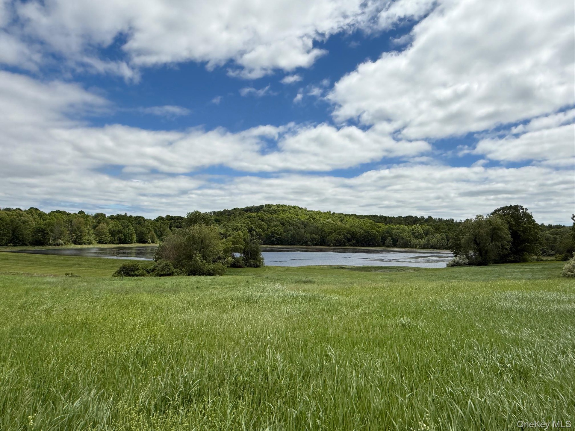 View of yard with a water view and a forest view