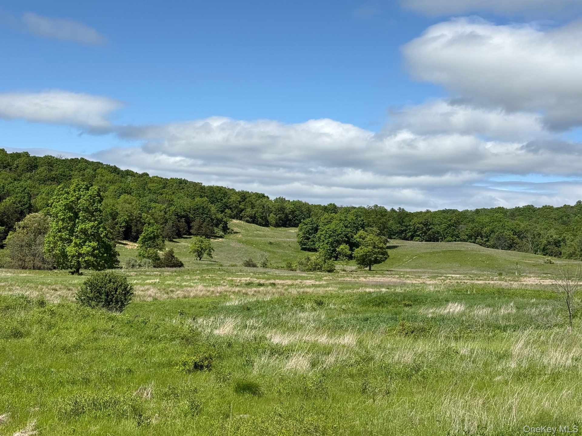 View of woods with a view of rural / pastoral area