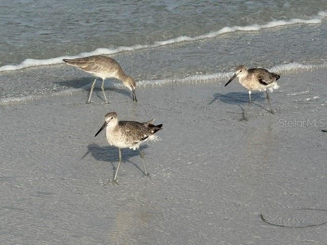 Siesta Key
