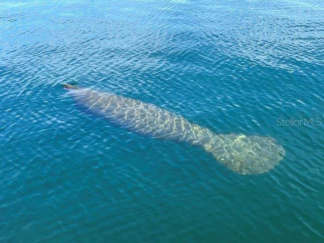 Manatee