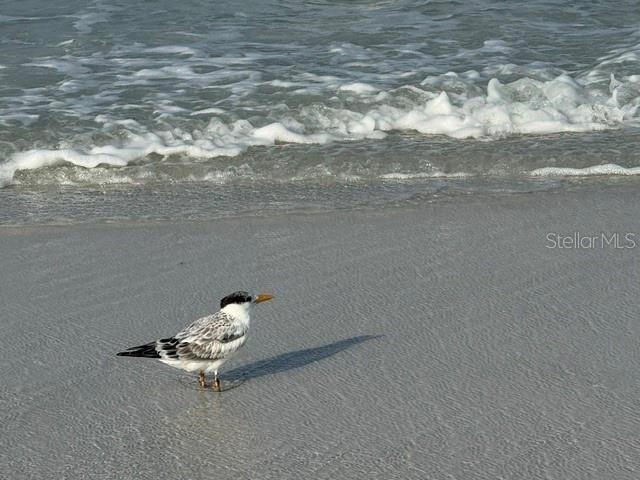 Siesta Key