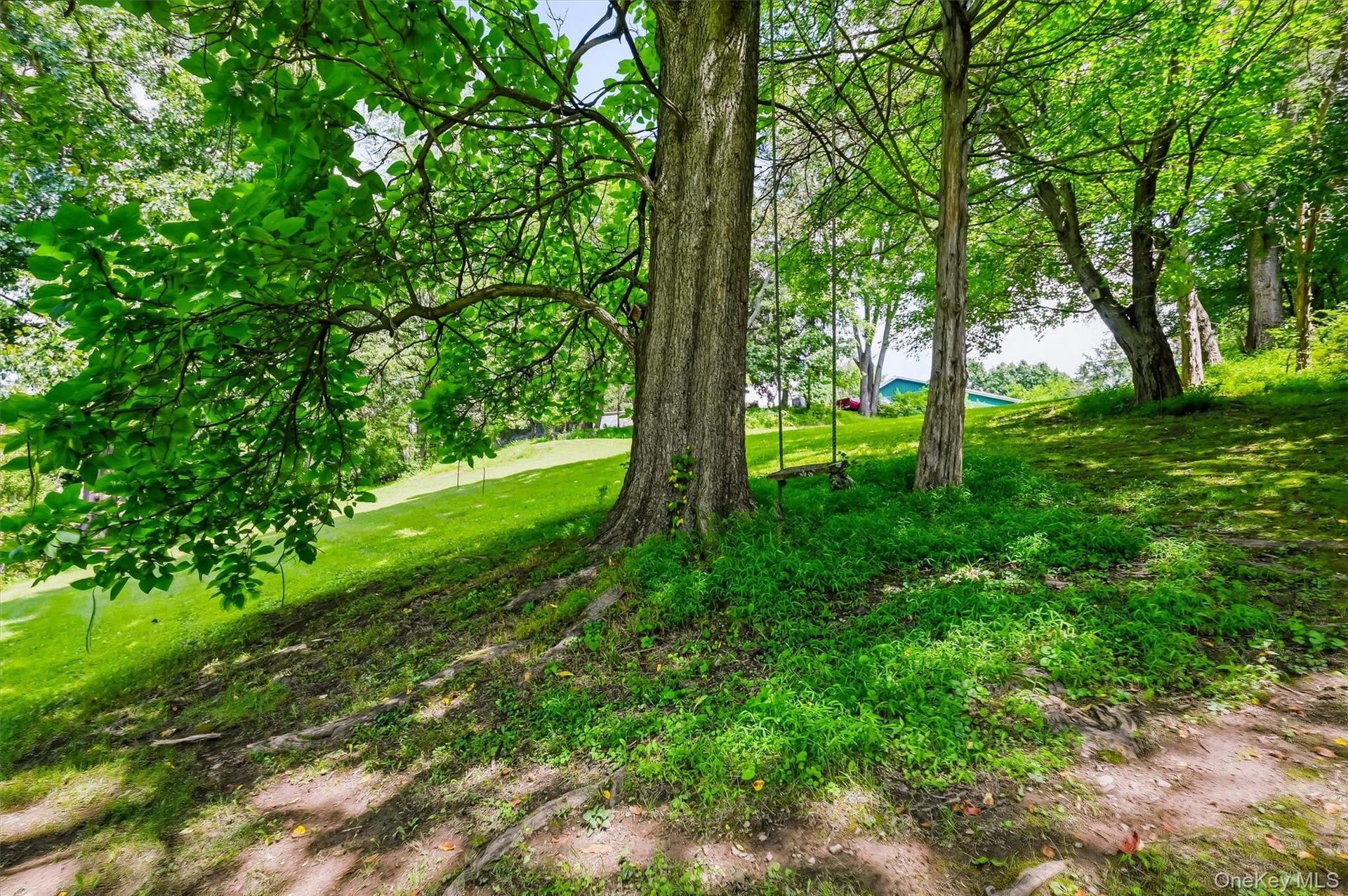 Wooded backyard with mature trees and open lawn.