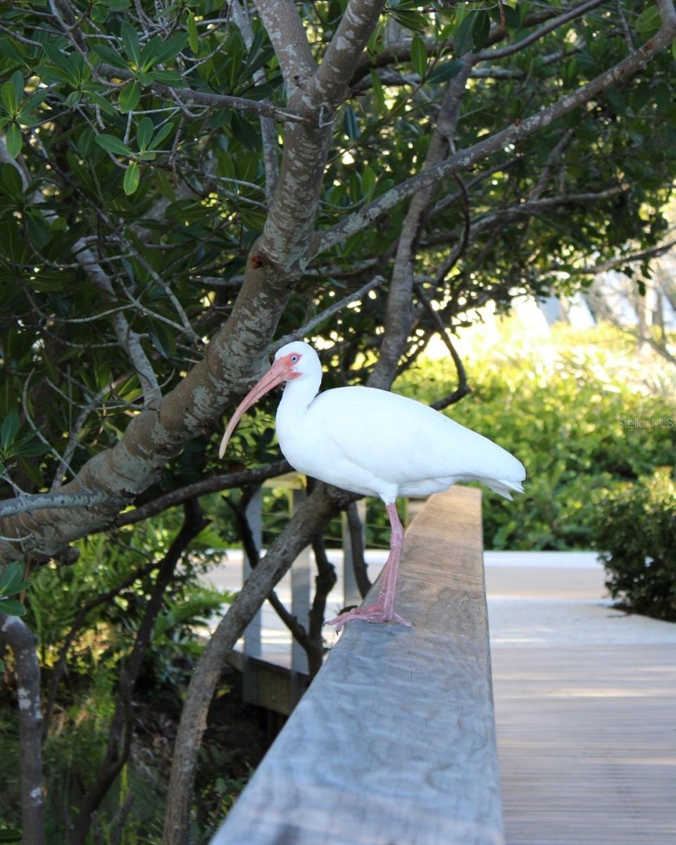 THE REAL IBIS ON THE PARK'S RAILING