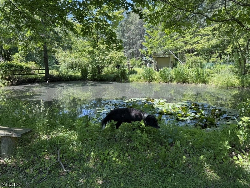 Pond