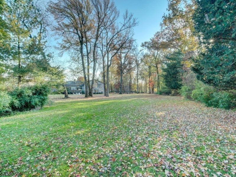back yard