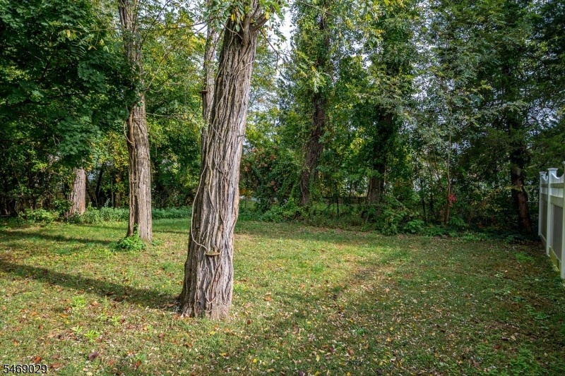 wooded lot