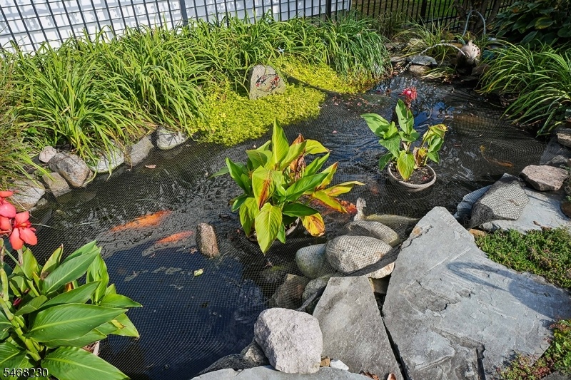 Koi Pond