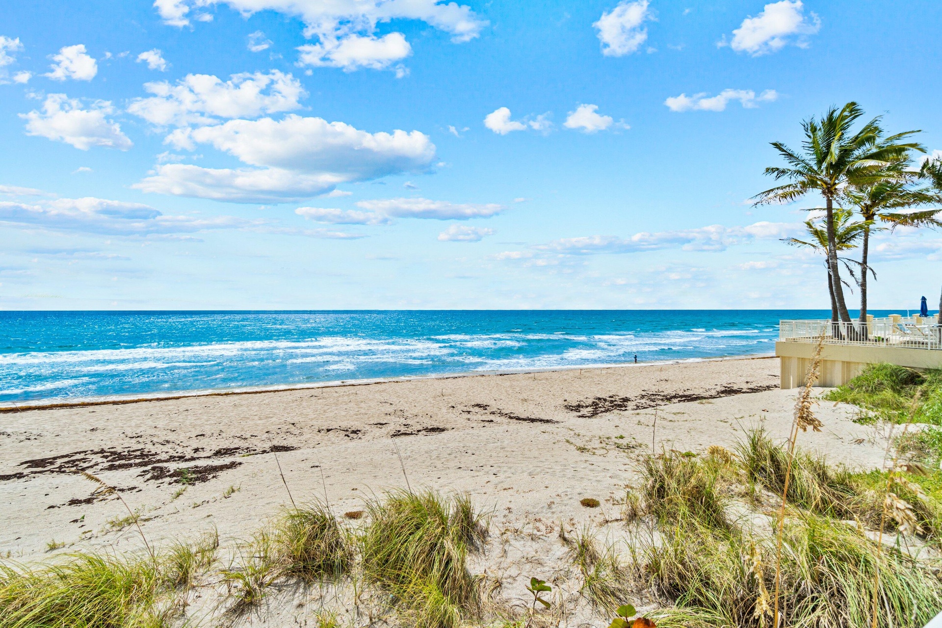 Expansive sandy beach with ocean waves, framed by natural dune grasses and established palm trees