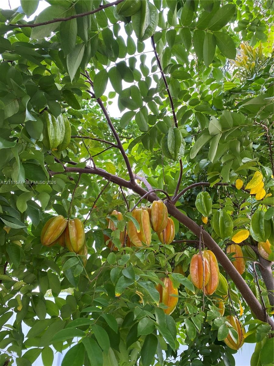 Mature fruit-bearing starfruit tree featuring dense, vibrant green foliage and seasonal harvest