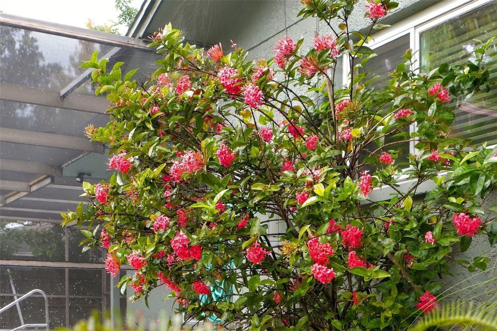 Maintained tropical landscaping.