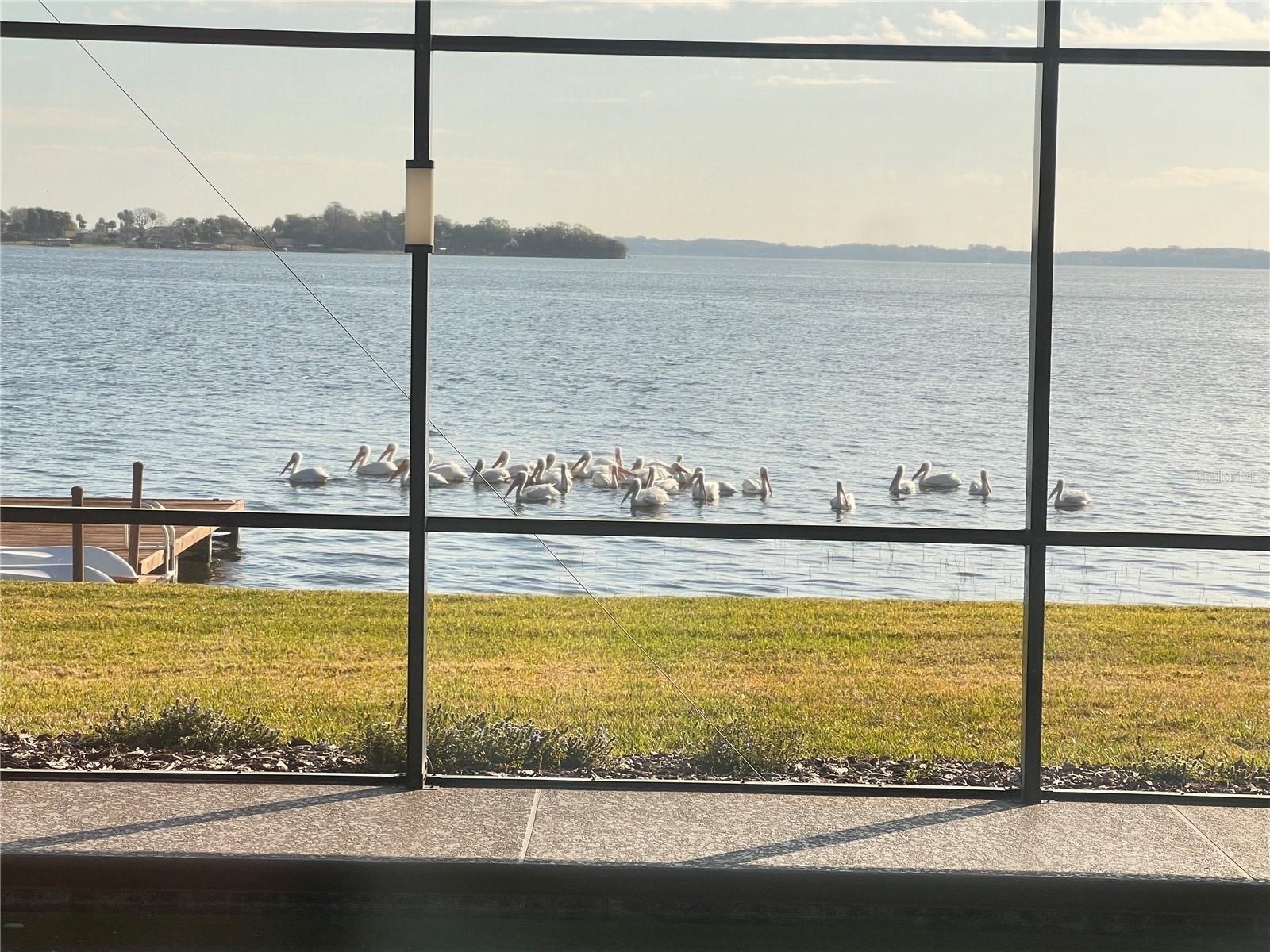 pelican visitors