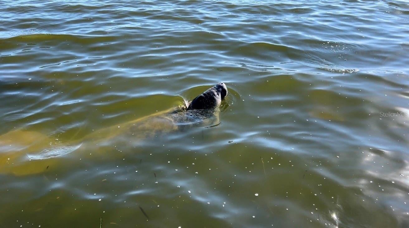 manatee visitors