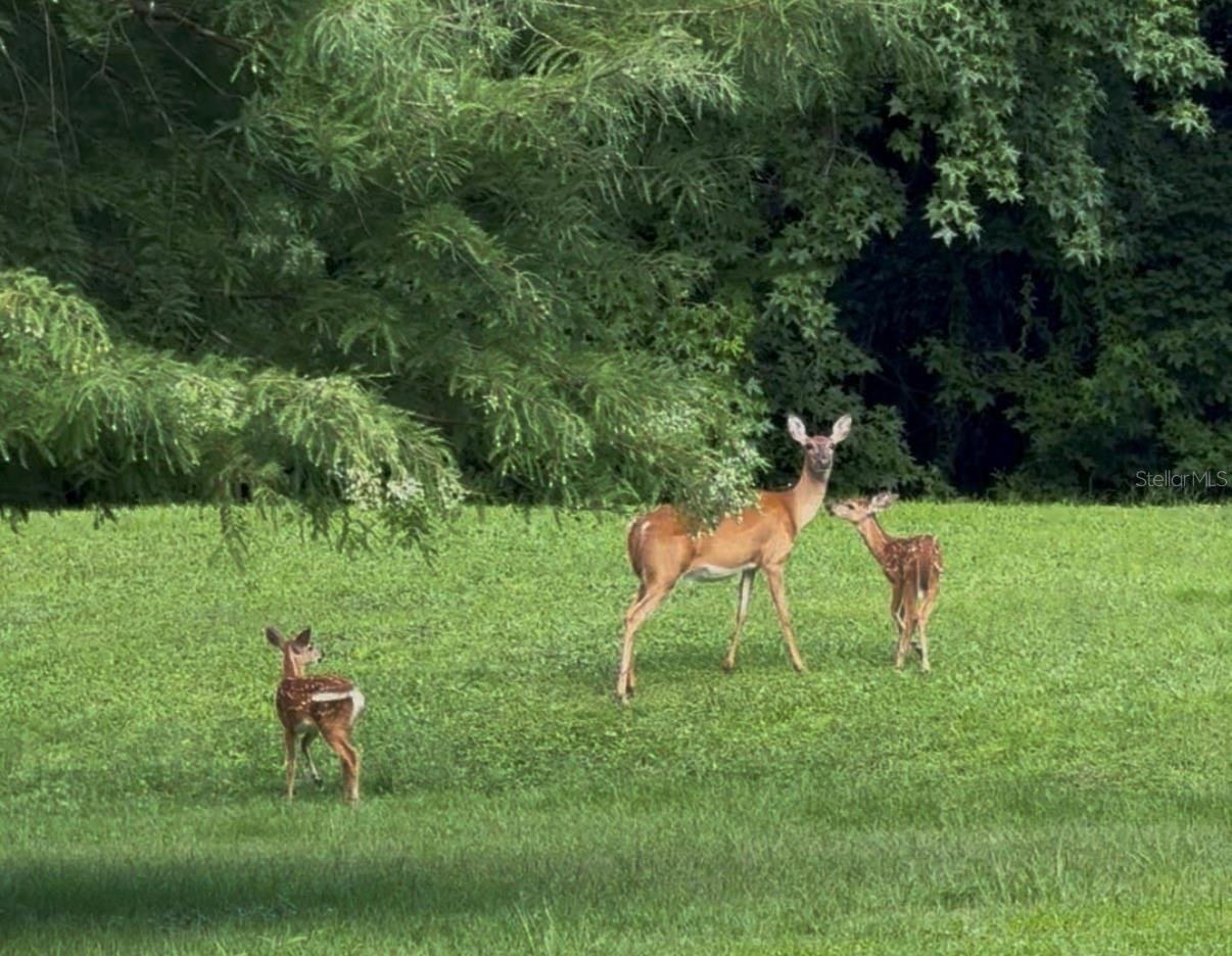 Doe & fawns in back yard