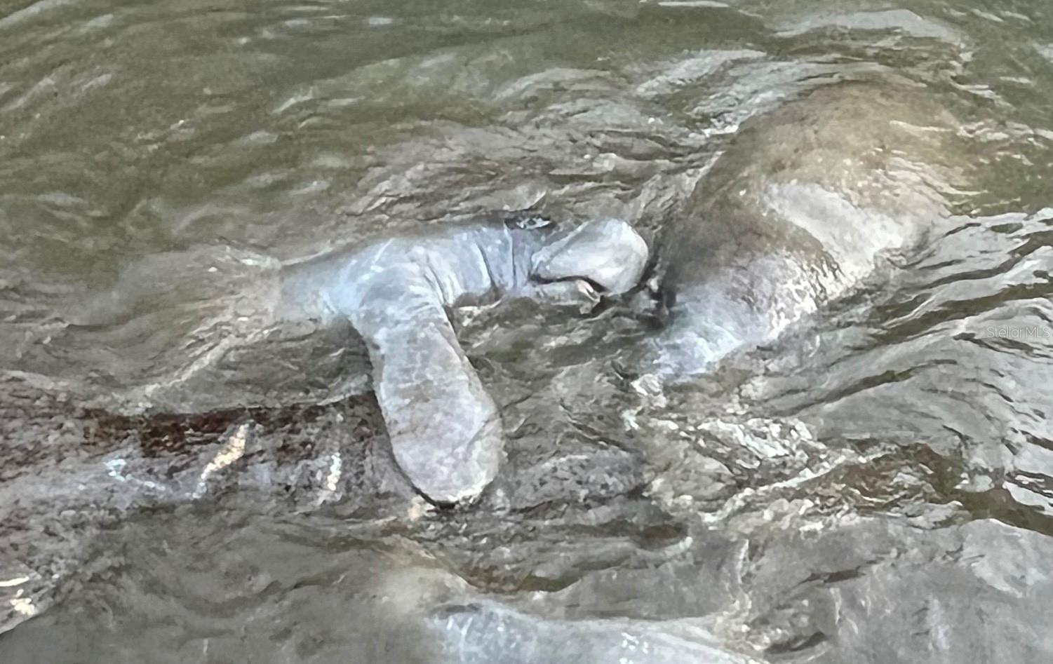 Manatees of the South Marina!