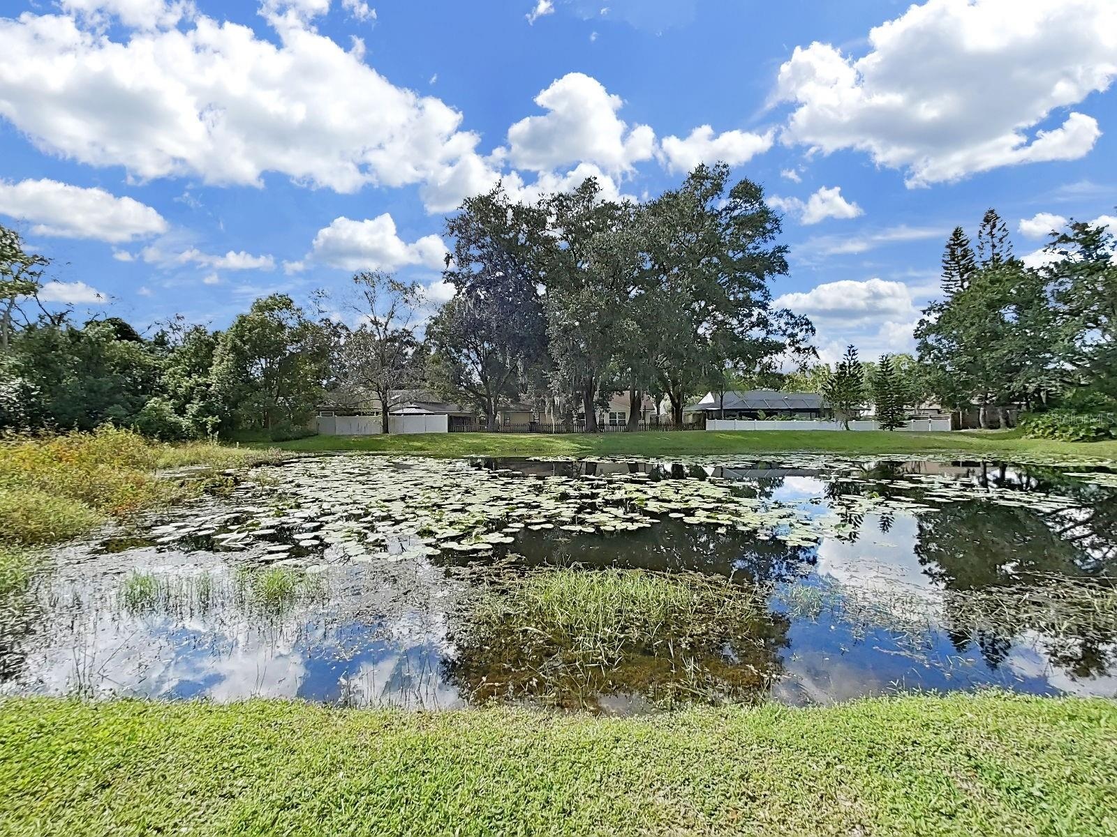 One of Two Ponds Across the Street