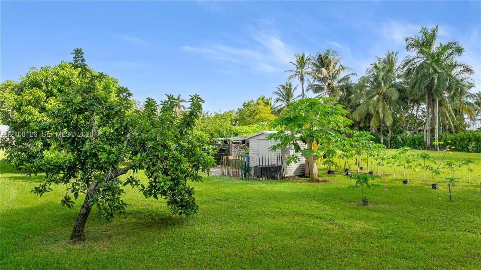 Expansive outdoor space featuring a manicured lawn, established fruit-bearing trees, palms, and a detached storage structure