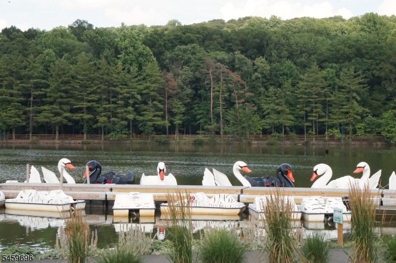 Swan Paddle Boats close by
