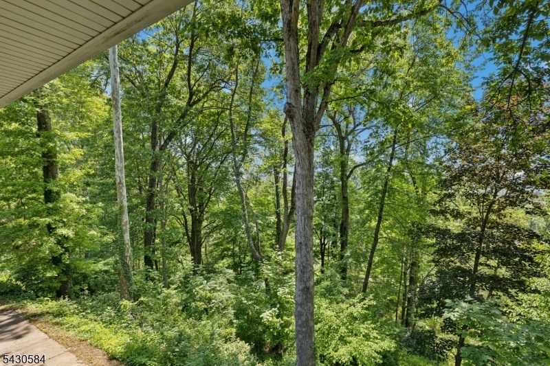 Wooded Back Yard