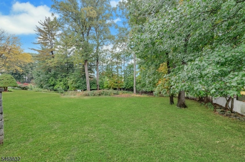 Back yard