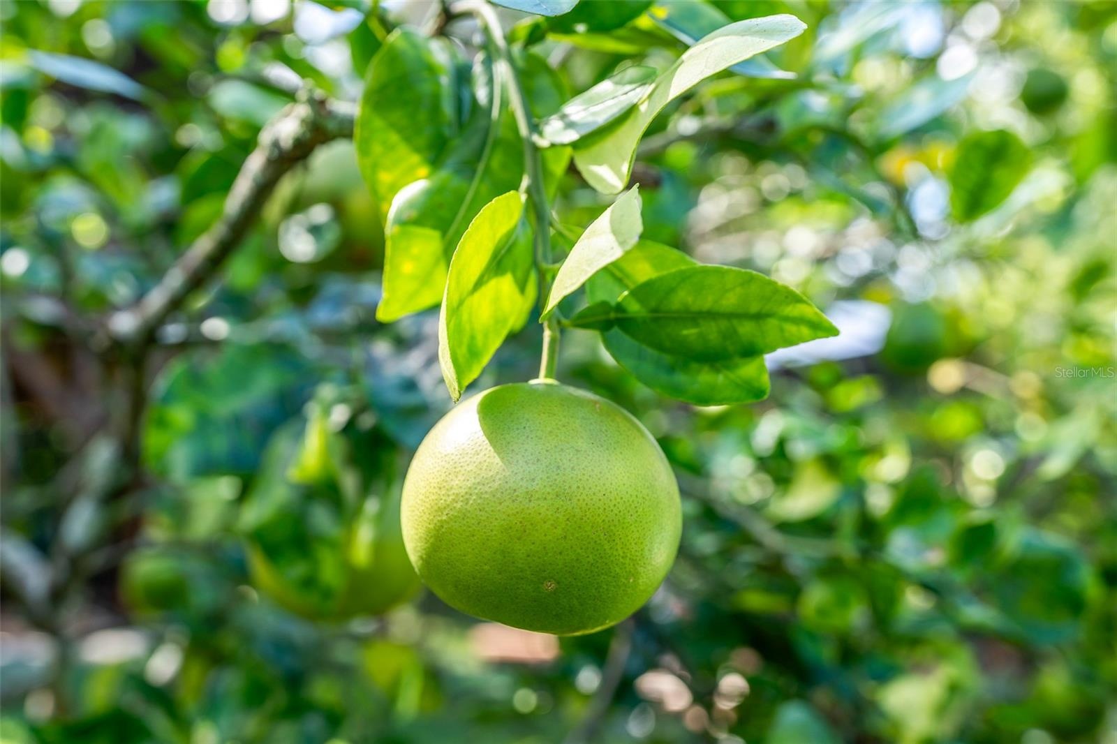 Cocktail Tree / 5 Fruits