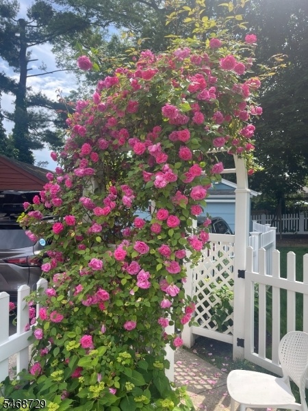 roses