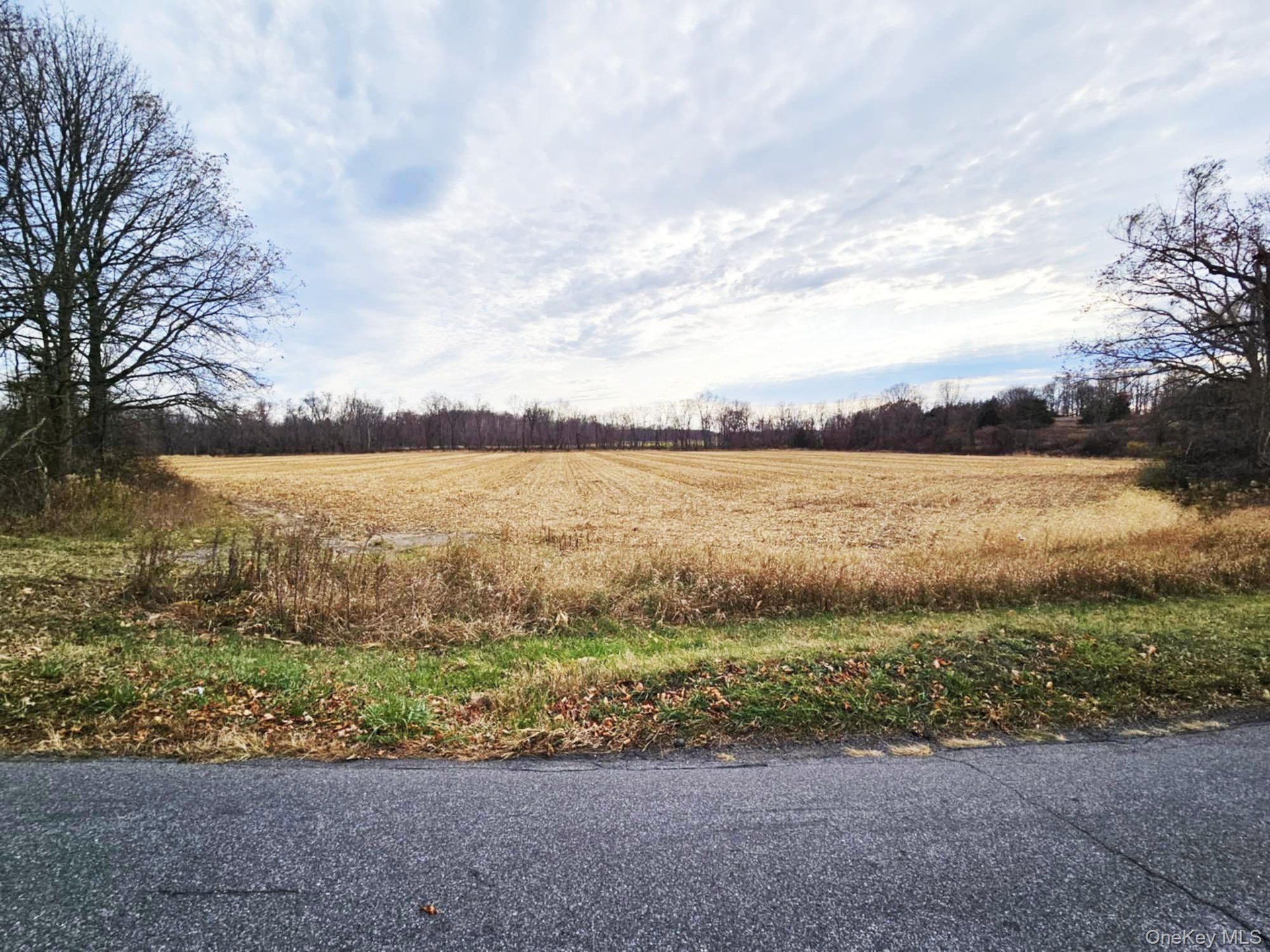 Corn Field