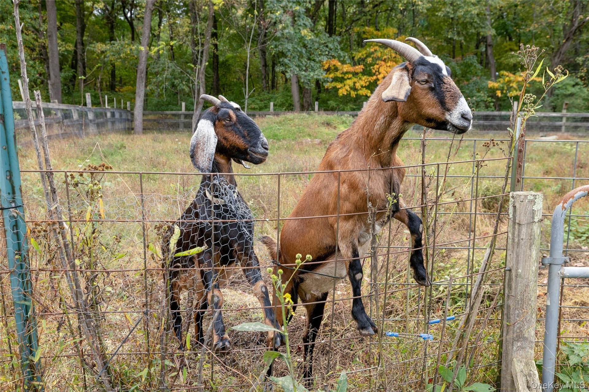Goats