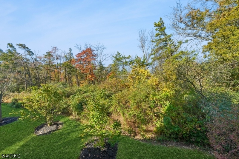 Wooded view