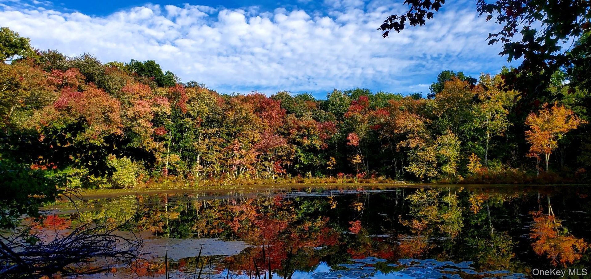 Pond view October 2026