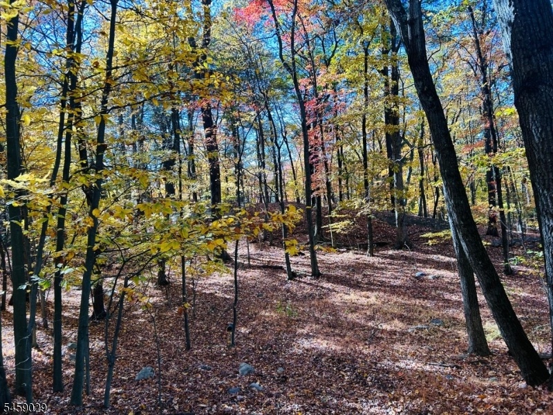 Wooded Area