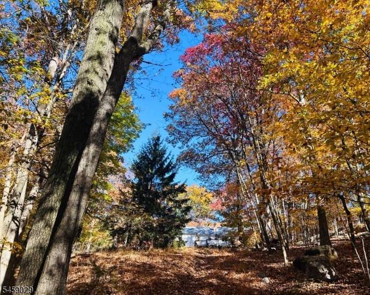 Wooded Area