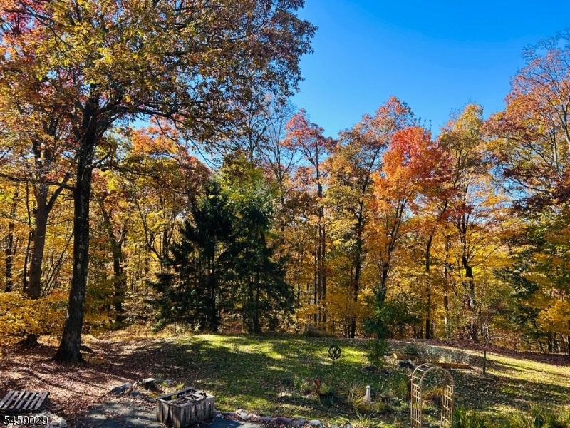 Wooded Area