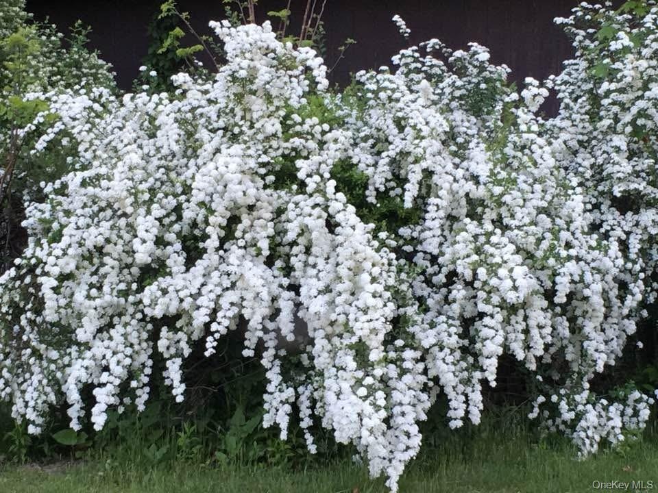 Bridal Veil Flowering Plants