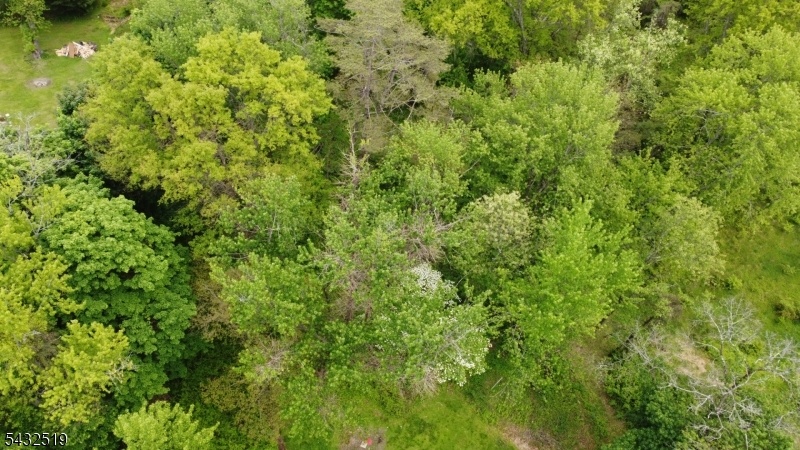 Wooded Rear