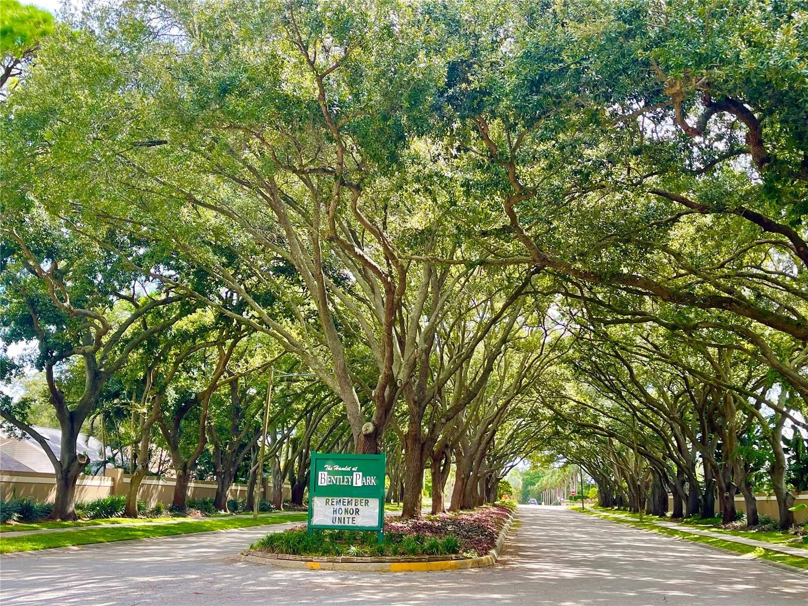 Beautiful tree lined streets of Bentley Park