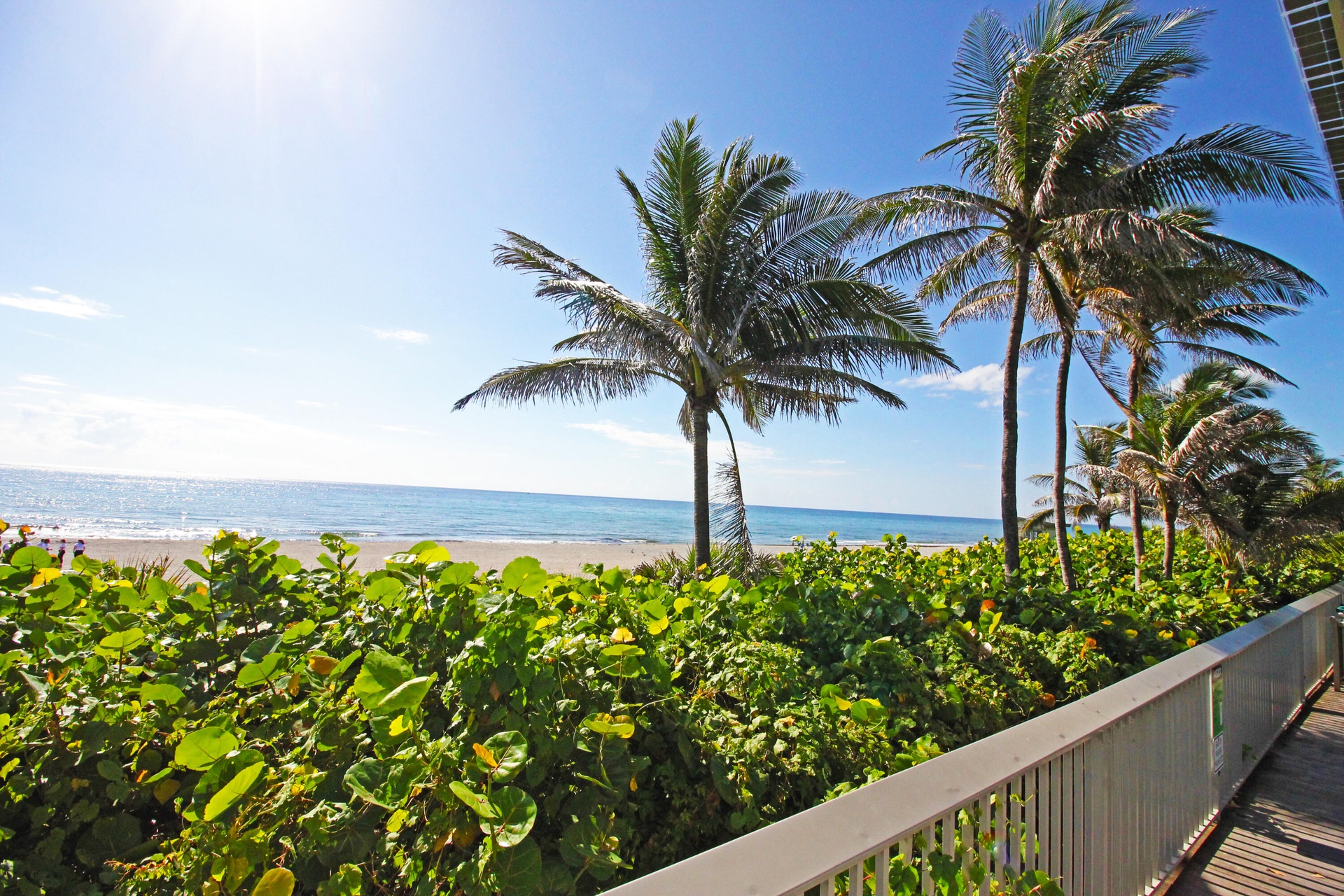 Palm Trees and Salt Breeze at Oceanfront Park