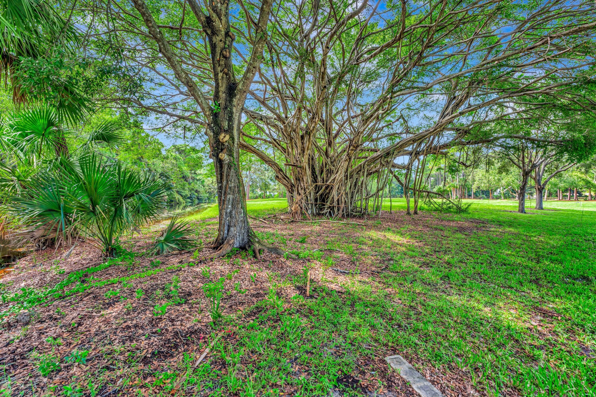 Mature trees and established landscaping define this expansive outdoor space