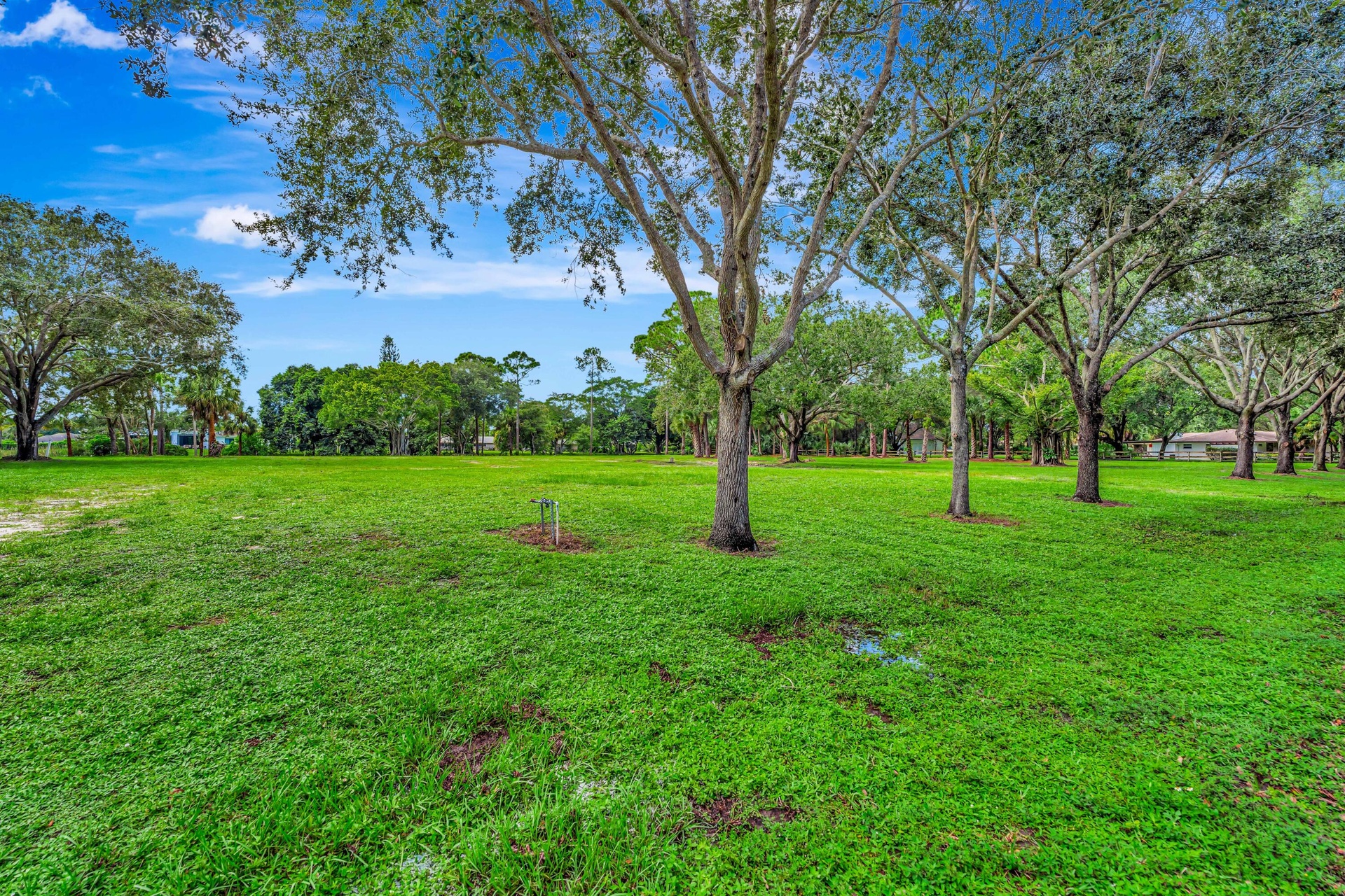 Expansive green space featuring mature trees and a clear sky backdrop
