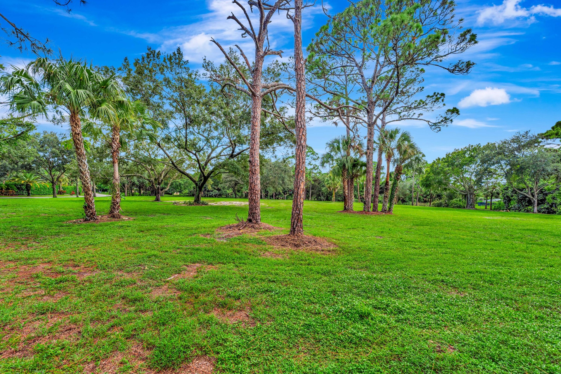 Expansive grass lawn with mature palm trees and established deciduous trees