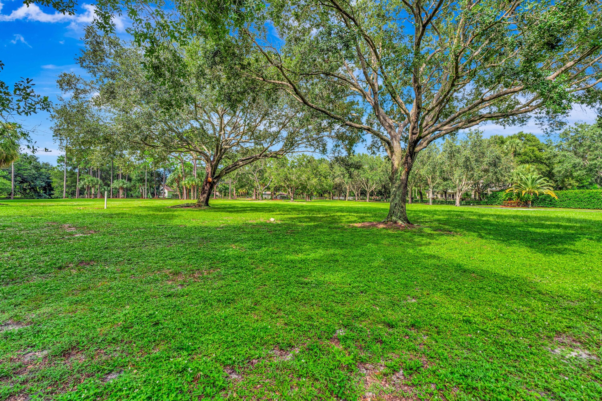 Expansive green space featuring two mature trees with substantial canopies, surrounded by additional lush foliage