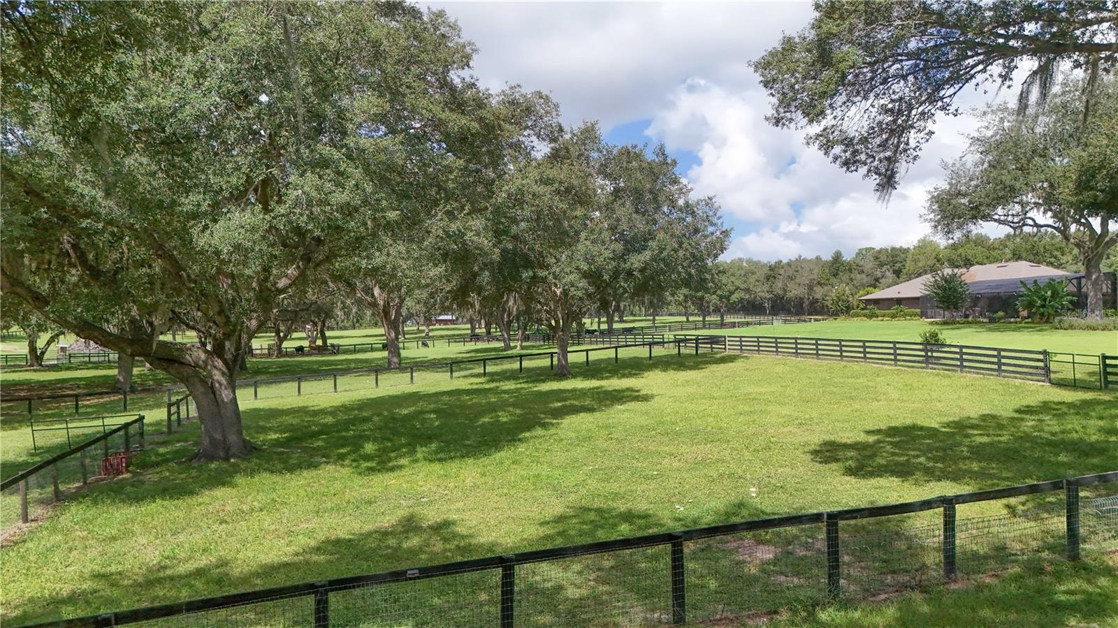 grazing pasture