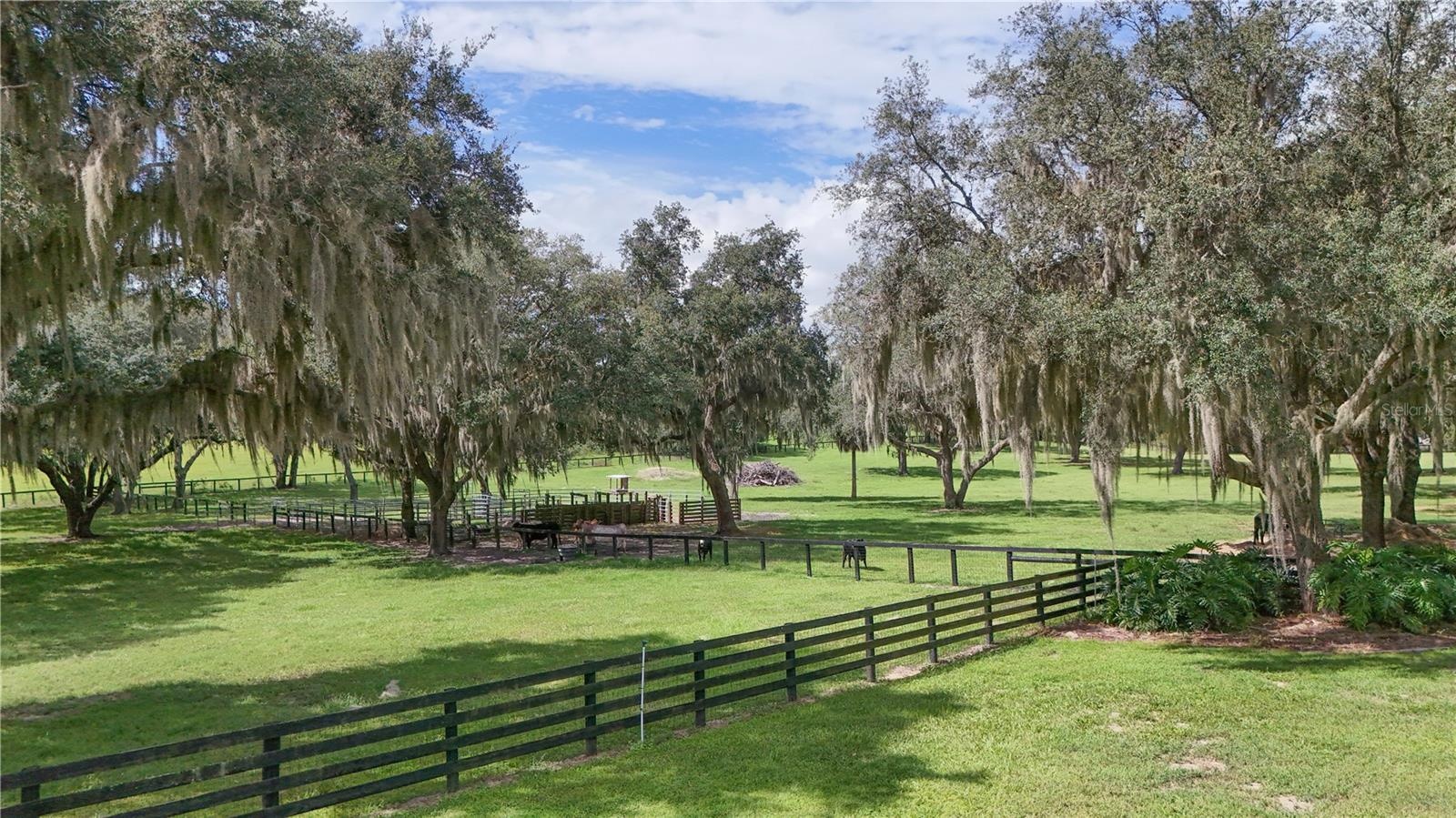grazing pasture with beautiful oaks